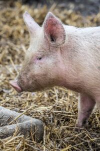 mammal, animal, nature, livestock, agro-industry, piglet, rural, pork, small, cute, muzzle, young