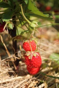 strawberry, vegetable garden, country house, harvest, berries