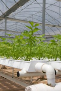 hydroponics, greenhouse, coriander, hydroponics, hydroponics, hydroponics, hydroponics, hydroponics