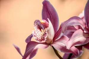 A detailed close-up shot of a pink Cymbidium orchid flower in full bloom.