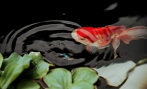 A vibrant koi fish gracefully swims beside green water plants in a serene pond setting.