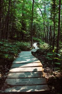 Wooden boardwalk winding through a lush green forest in Bayfield, WI, showcasing natural beauty.