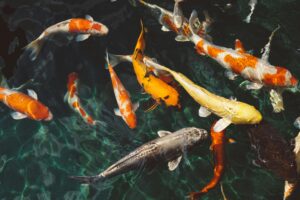 A vivid school of koi fish with varied colors swimming gracefully in clear water.