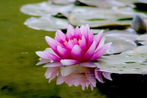 Close-up of a vibrant pink lotus flower reflecting on a tranquil pond surface.