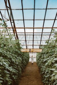 A woman stands in a large greenhouse with towering rows of green plants under a clear sky.
